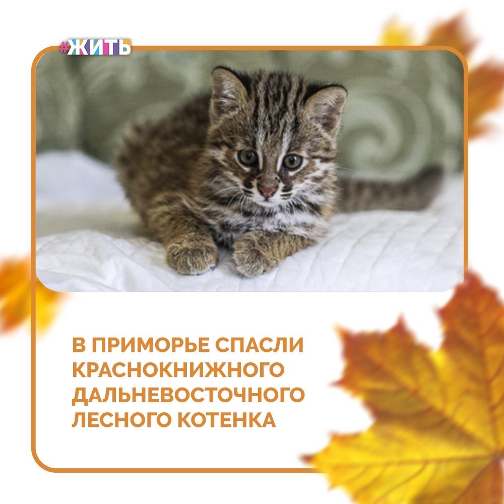 Умирающего котенка нашли лежащим на обочине дороги в Хорольском районе. Малышка была сильно истощена и из последних сил пыталась жевать траву. Котенок оказался совсем крохой – у него еще не было зубов и не до конца открылись глаза😔

Скорее всего, его мамы не стало. Папа же редко принимает участие в воспитании потомства, то есть он находится рядом с мамой и котятами, охраняя их от других котов. Но выкормить он их, естественно, не сможет, таскать еду тоже не будет. А маленький котенок просто-напросто не смог добывать себе пищу и погиб бы, если бы провел еще сутки без еды. Поэтому он попытался выйти к дороге. Можно сказать, ему повезло🙌

Пожалев животное, люди забрали его к себе. Около месяца малышка жила в частном доме вместе с другими котами.

О том, что это дикий кот, семья не знала, ее окрас походил на домашнюю бенгальскую кошку. Сомнения закрались, когда малышка подросла🤔

От домашних котов она стала значительно отличаться внешне – короткий хвост, большой вздернутый нос, маленькие округлые ушки. Кроме того, она практически не давалась в руки и очень странно мяукала – голос походил скорее на звук, который издают еноты😌

За помощью люди обратились в зоопарк на Садгороде, где им объяснили, что это дальневосточный (или амурский) лесной кот, которого иногда называют леопардовым за характерный пятнистый окрас шерсти. Более того, это животное занесено в Красную книгу Приморского края☝️

Сейчас краснокнижный котенок чувствует себя хорошо. Пока малышка живет в доме директора зоопарка👐

Как хорошо, что добрые люди оказались в нужном месте и в нужное время. Спасибо🙏

#жить #проектжить #животные #добро