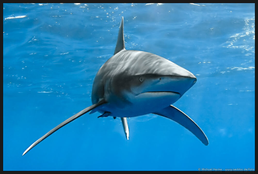 Длиннокрылая акула. Фото из открытых источников в интернете