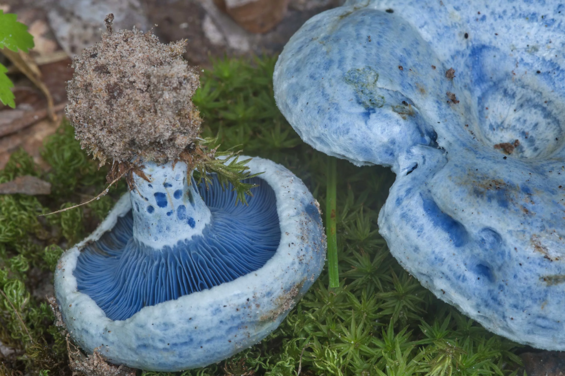 Млечник голубой гриб