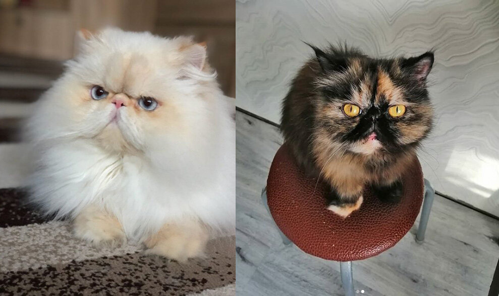 Персидская кошка