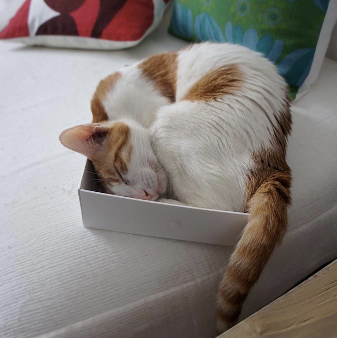 Фото с сервера Яндекс.Картинки