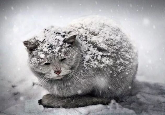 Замерзший, выброшенный котик.
