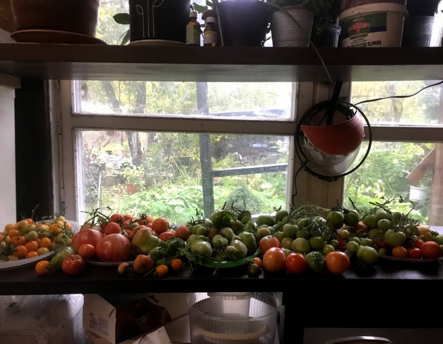 мои помидоры