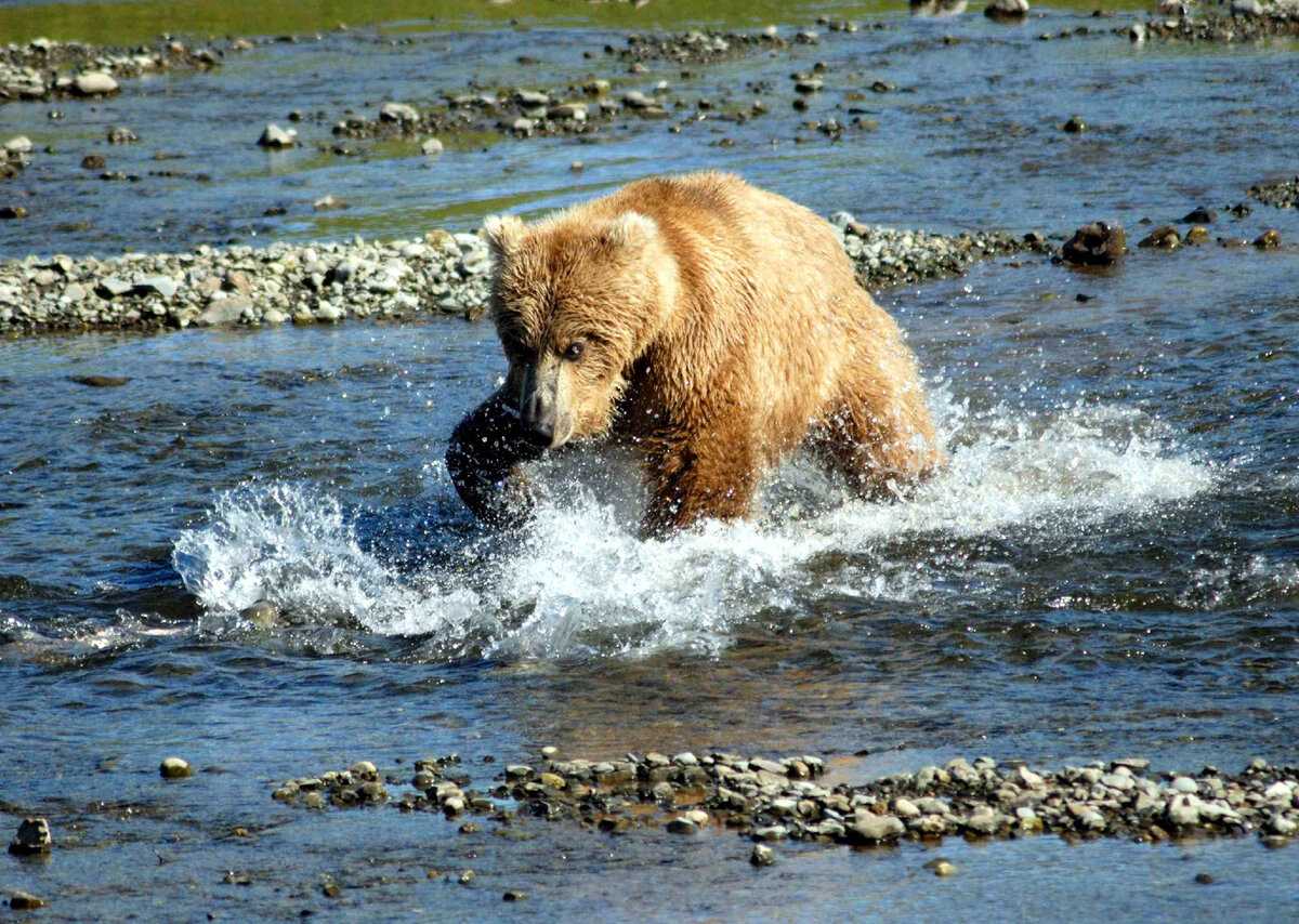 https://commons.m.wikimedia.org/wiki/File:Bear_Alaska_(2).jpg