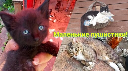 В гостях у котят. Маленькие пушистики котик Кузя и кот Чувачок