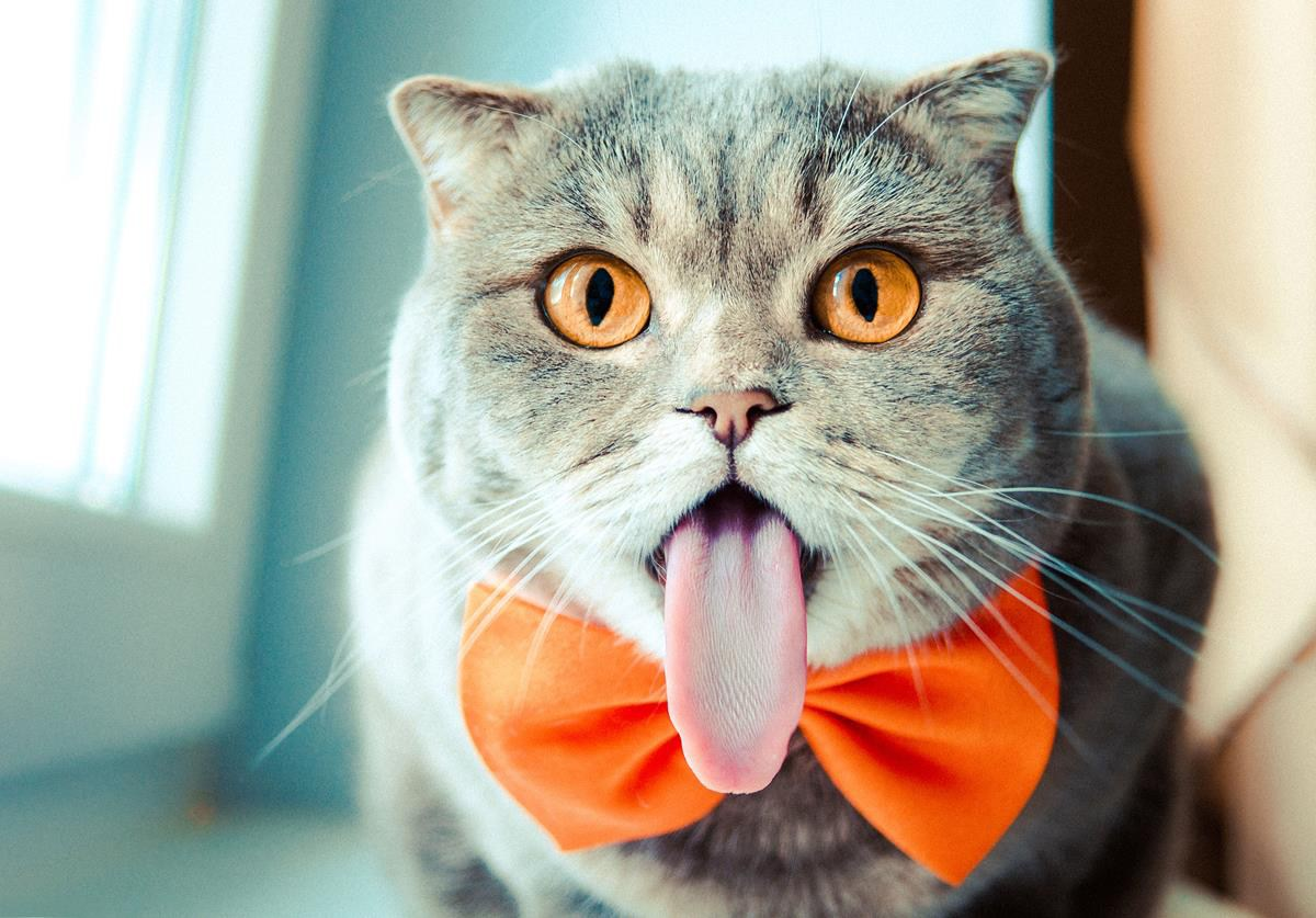 Смешной. Смешные кошки. Кошка с высунутым языком. Веселый котик. 18 показываем язык