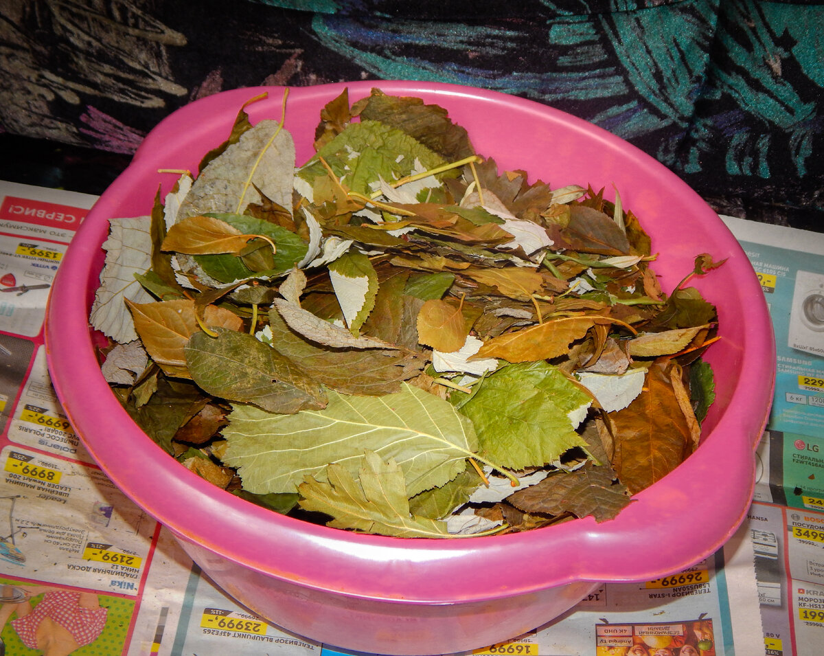 Листы собраны  помыты и подсушены. Фото автора