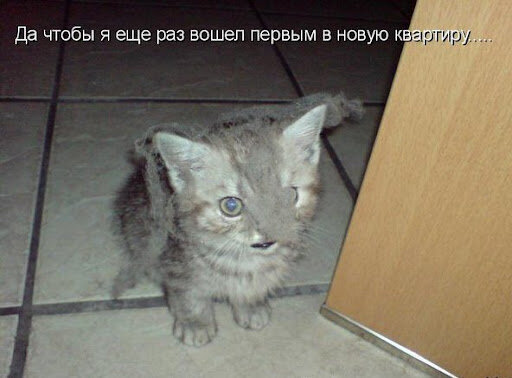 Фото с сайта FunKot