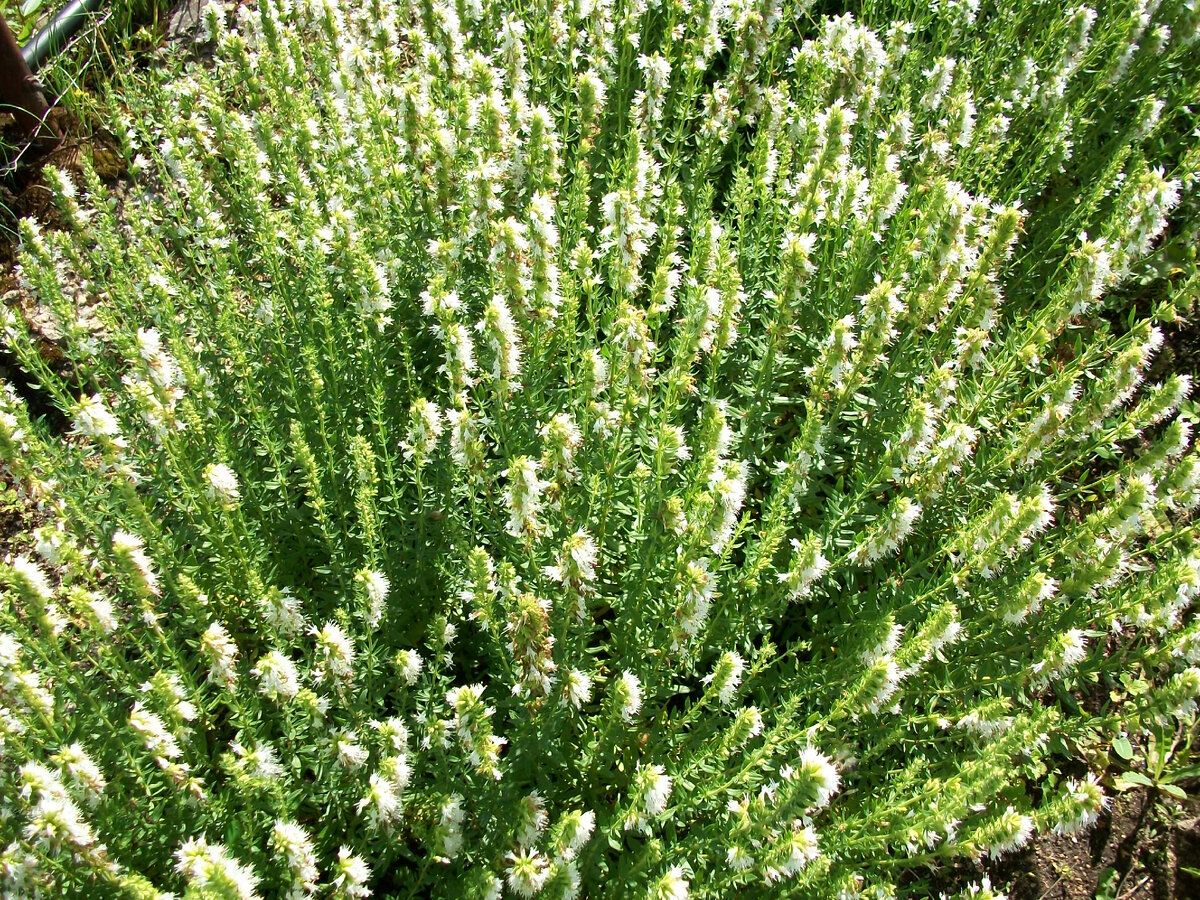 Лофант от "Гавриш"