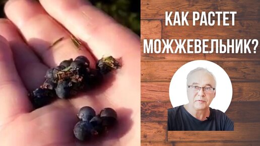 Как растет можжевельник? Как его собирают?