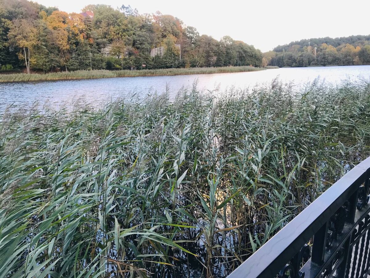 На фото видно, как много заросло тростником. Но здесь двоякая ситуация, об этом читайте ниже. 