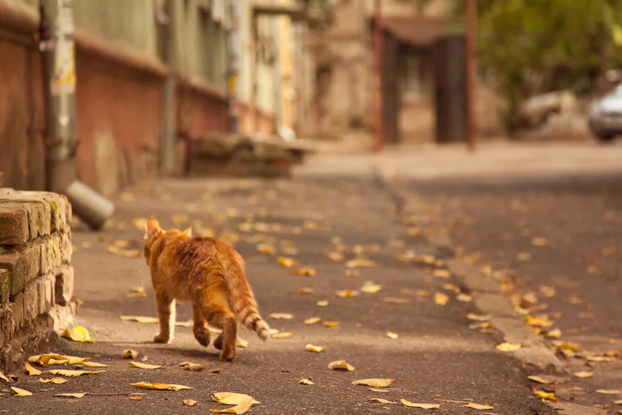 Перед смертью кошки уходят из дома. Кошка уходит. Ушёл кот и не возвращается. Кот убежал из дома. Кошка обернулась.