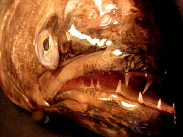 "Википедия". Синекорый палтус. Колымская рыба «кусается»