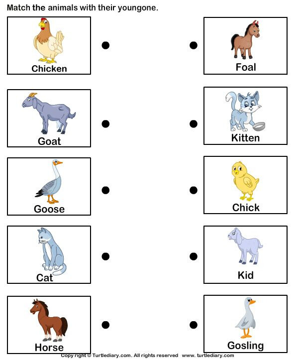 Find the word a foal