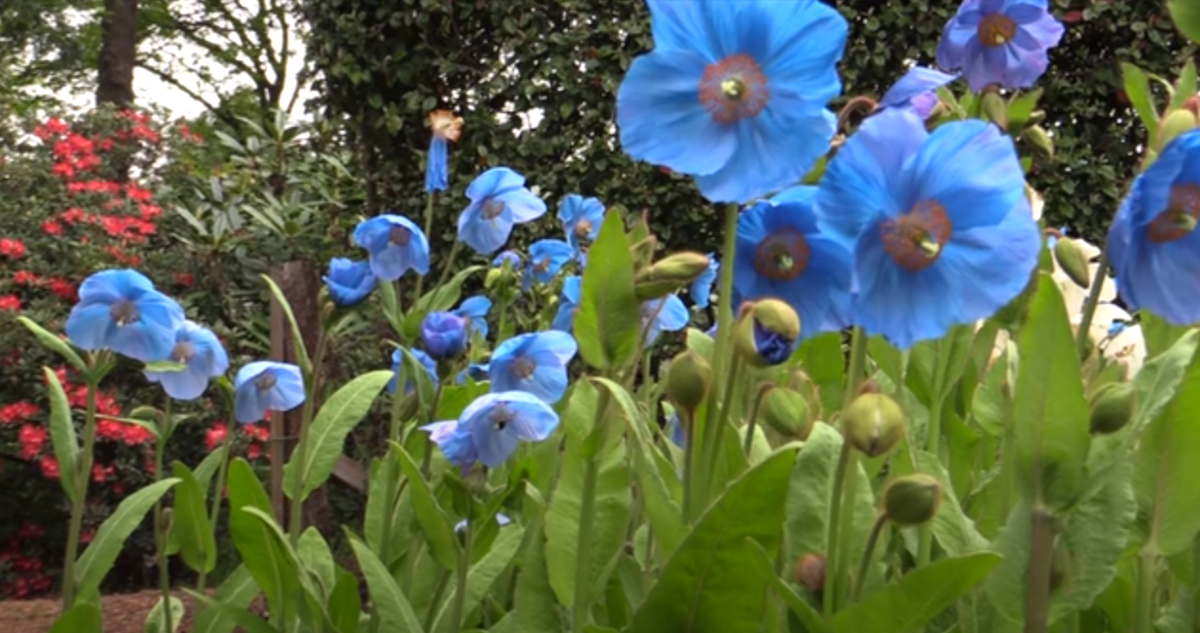 Meconopsis