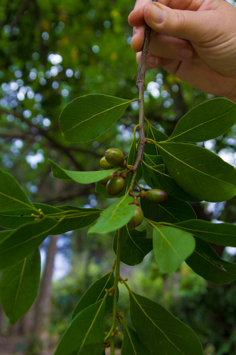 лавровишня лекарственная