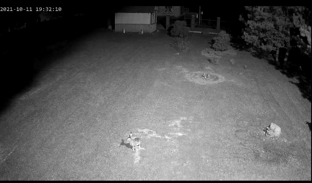 Фото называется "Найди зайца")))