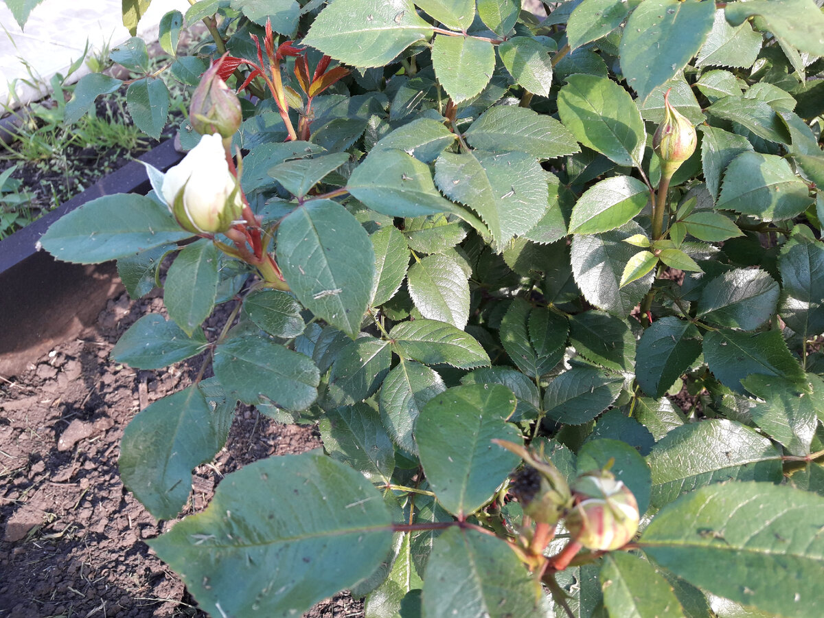 13 июня 2020 г, первые бутоны первогодки