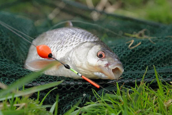 Фото с сайта: https://avatars.mds.yandex.net