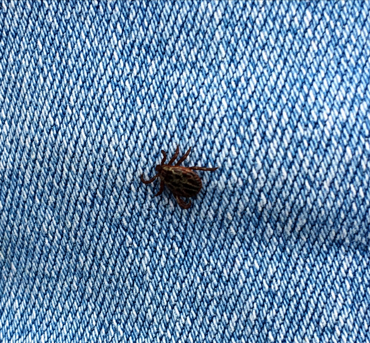 Караулят в траве или на низко свисающих ветвях  