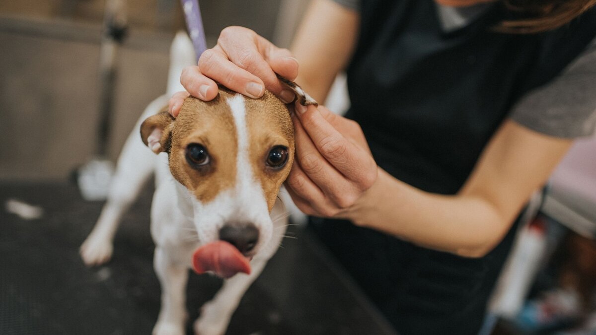 Осмотр ушей у собаки