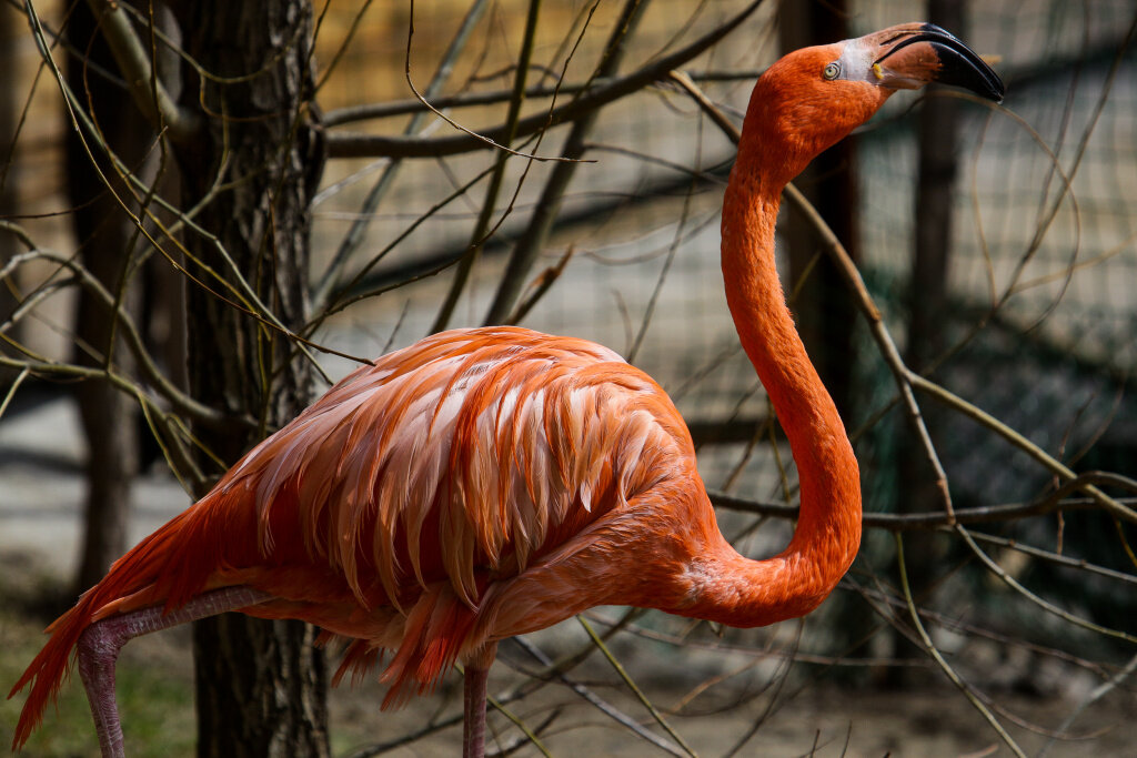 Фото: Ростислав Нетисов, nsknews.info