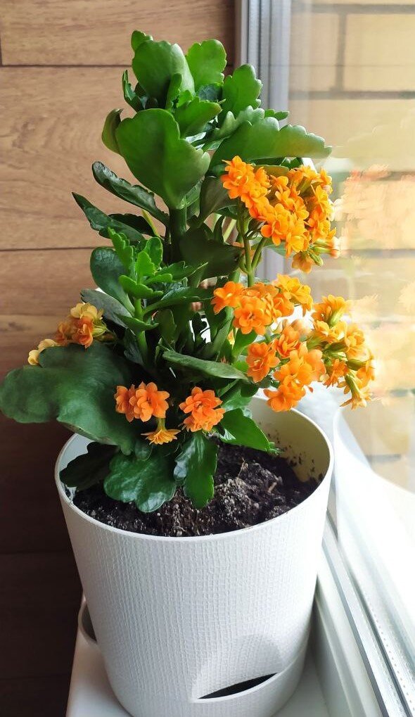 Каланхоэ цвело в этом году еще обильнее