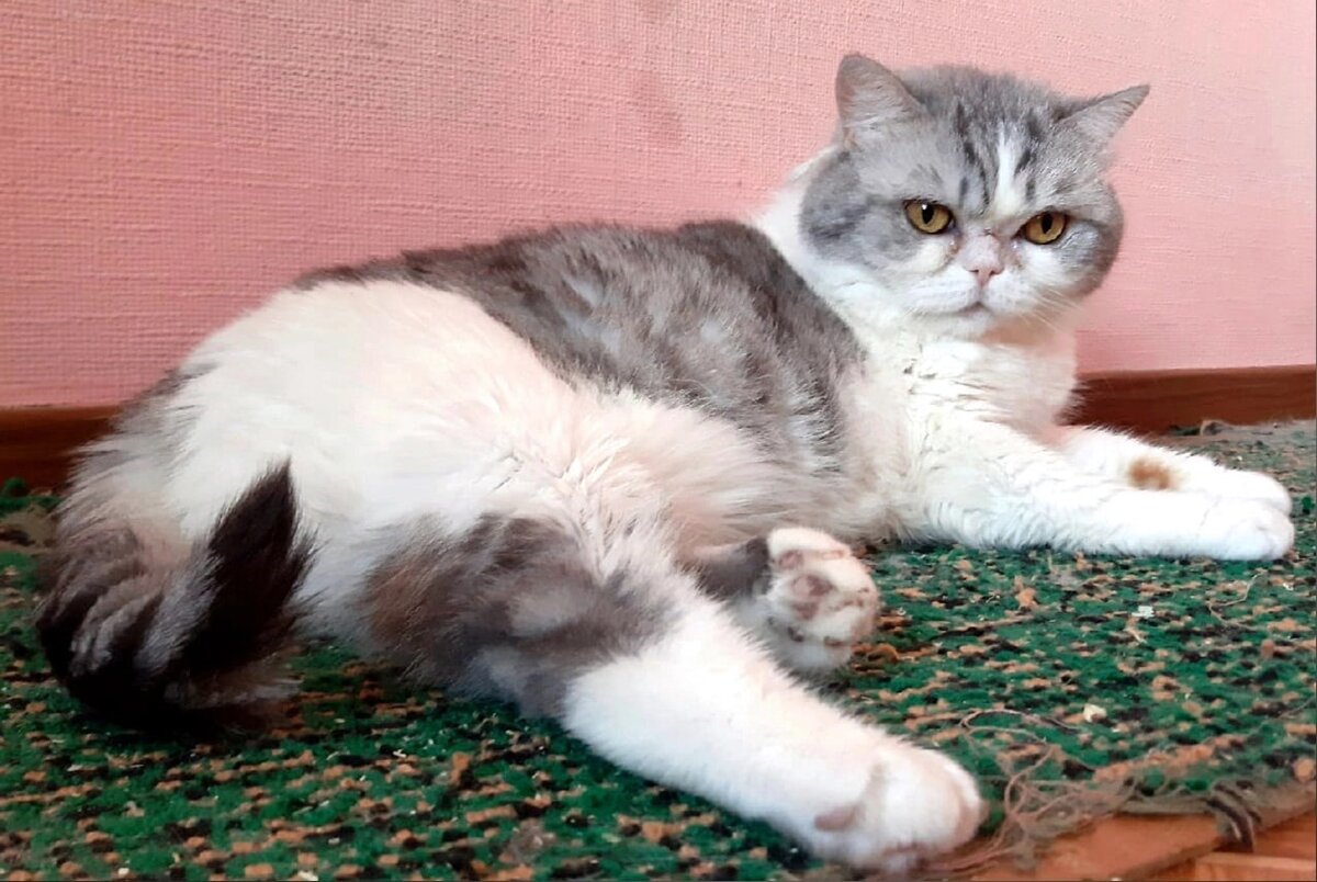 Мне удалось найти с ней общий язык и кошка даже подходит гладится и мурлычет.