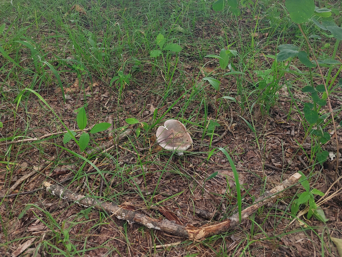 Нашли несколько сыроежек.