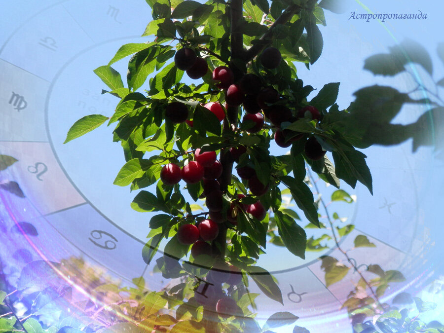 Коллаж Нины Стрелковой. 