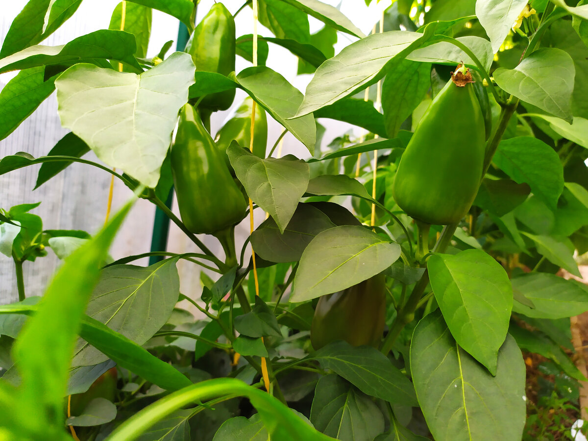 Перцы в теплице