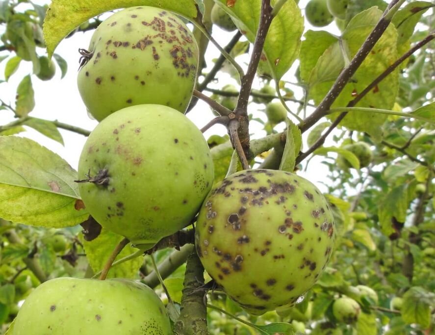 Чтобы получить богатый урожай яблок- как правильно бороться с паршой