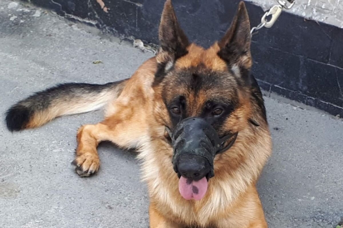    Кинолог с собакой нашел заблудившуюся в лесу тюменку