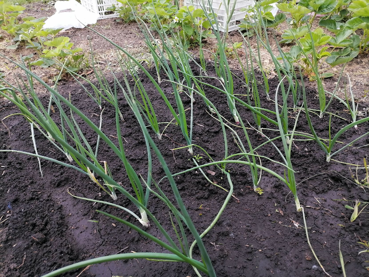 лук ялтинский рассадой. всходы ялтинского лука. лук батун ростки. посадка ялтинского лука. корни ялтинского лука.