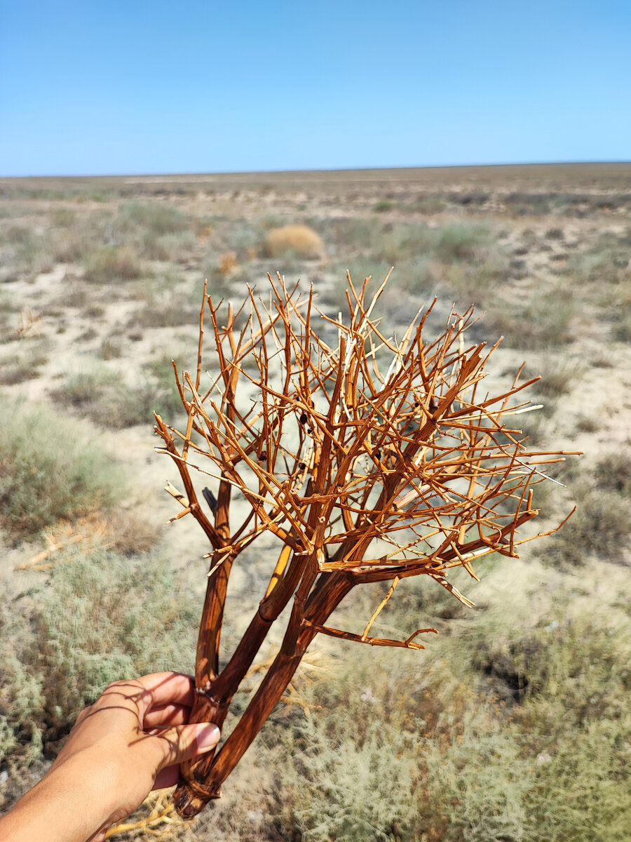 Это, наверное, та самая колючка, верблюжья