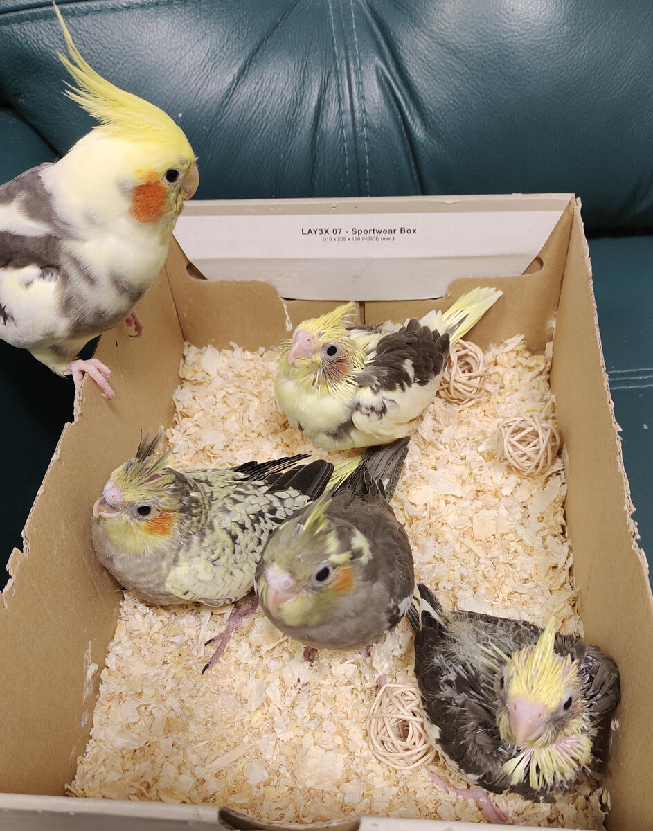 11 ноября, птенцам 23, 22, 20 и 18 дней. Все фото автора.