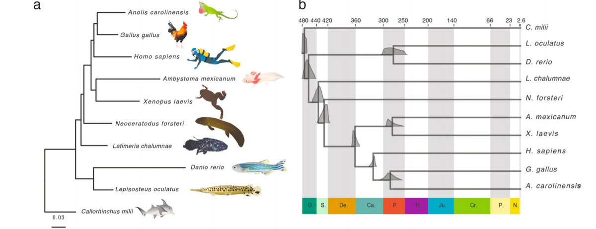 Прочтён геном «переходного звена» между рыбами и земноводными | XX2 ВЕК |  Дзен