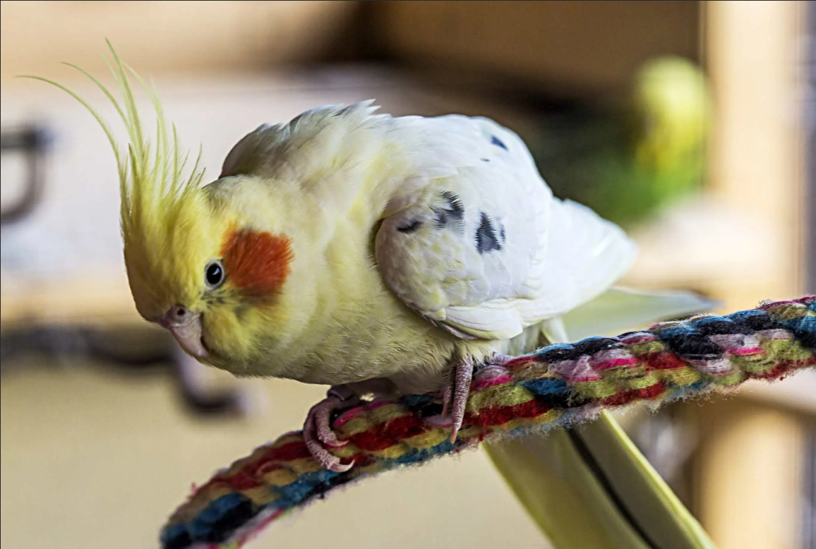 Искусственная жердочка для попугаев 