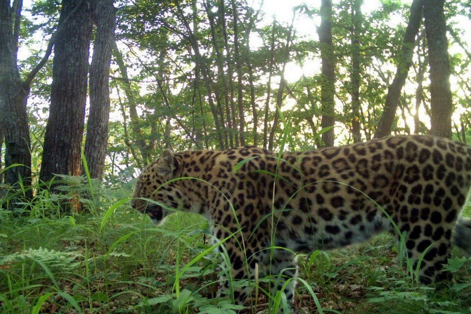     Несмотря на возраст, леопардица чувствует себя отлично.  ФГБУ «Земля леопарда»