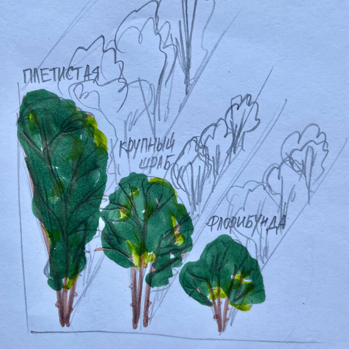 Схема размещения роз вдоль стен и заборов