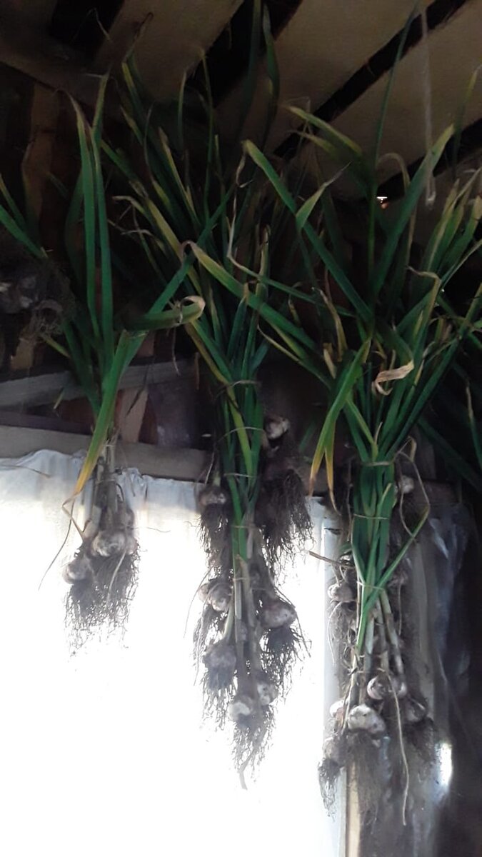 Выкопали вчера чеснок.Повесили сушить в избушку.