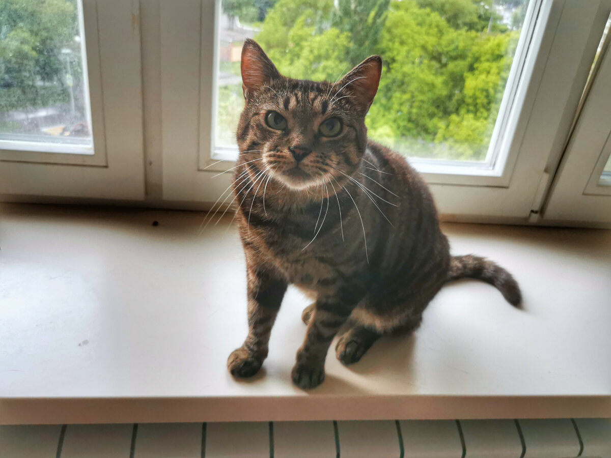 А это тоже любимое место Маруси - подоконник. Здесь у нее постоянно стоят лежанки и тут она любит отдыхать.