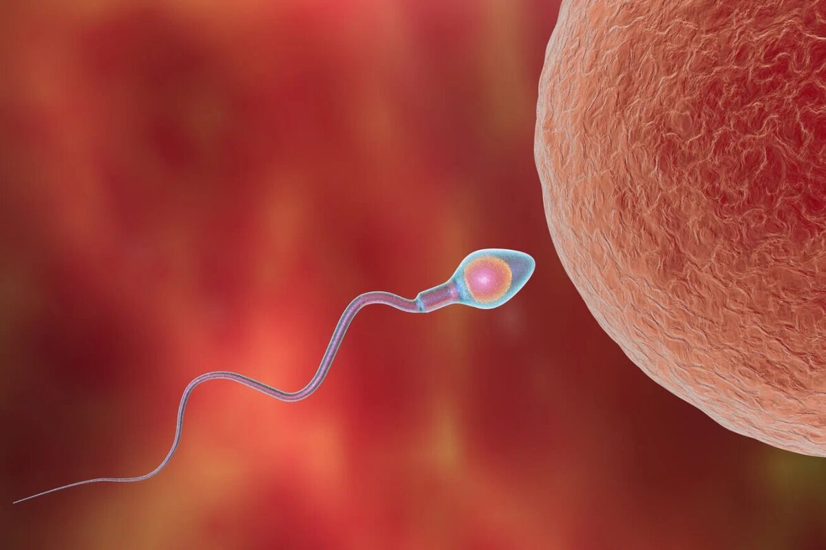 Из статьи вы узнаете, какие изменения по дням происходят на протяжении первой недели после того, как сперматозоид оплодотворил яйцеклетку.