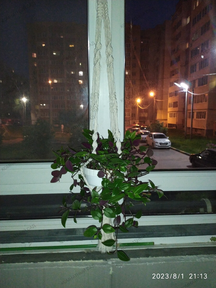 Традесканция Ivory Purpur 01.08.2023