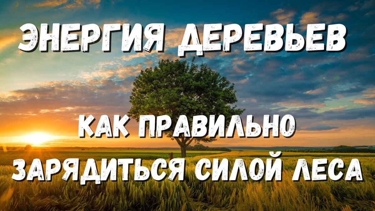 Как просить помощи у деревьев | Светлана Шутова ТЫ САМ СЕБЕ МАГ | Дзен