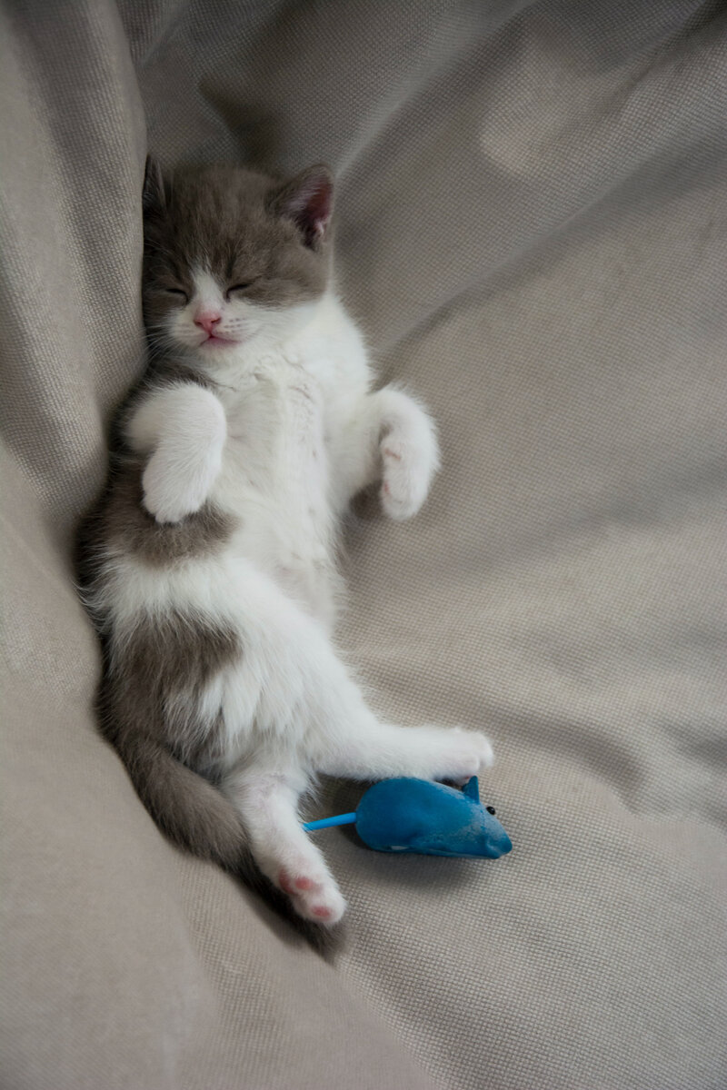 Котики дня 