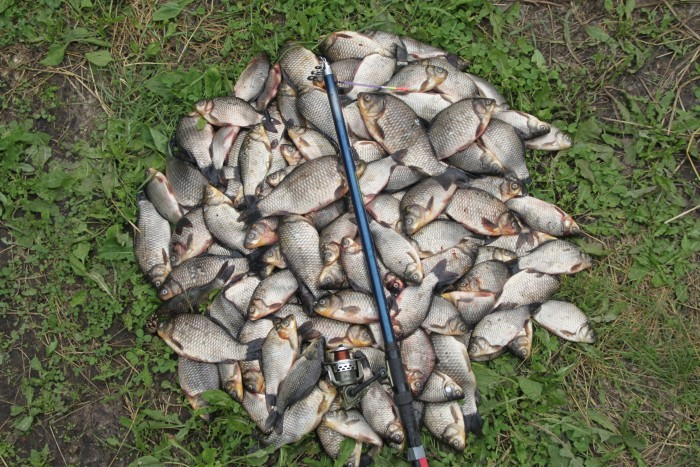 рыба в чанах. озеро чаны рыба. озеро чаны рыбалка. озеро чаны рыбалка. оз чаны рыбалка.