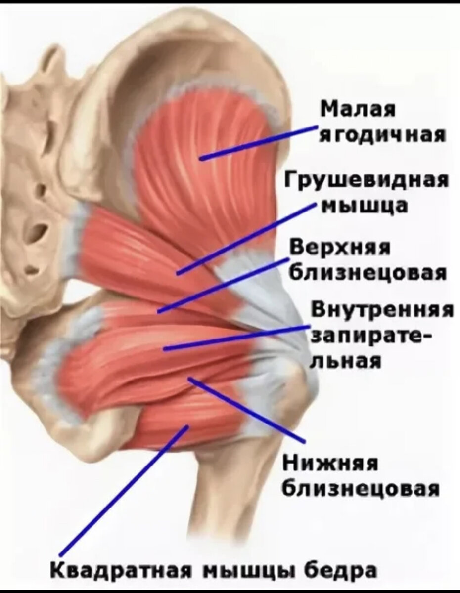 Мышцы бедра передняя группа анатомия