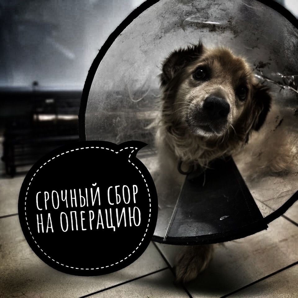 Динго и его одиночество. НЕ СПАСТИ?