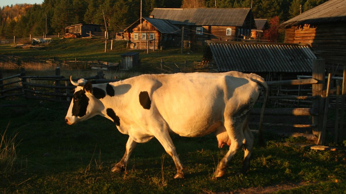    Корова© Globallookpress / Aleksander Lyskin